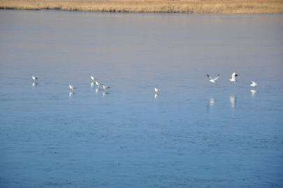 Çıldır Gölü’nde kış turizmi başlıyor: Atlı kızaklar hazır