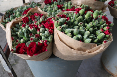 Isparta’da yetiştirilen karanfillerin büyük bölümü Avrupa pazarlarında