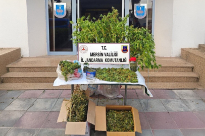 Mersin’de yasadışı kenevir eken şüpheli yakalandı