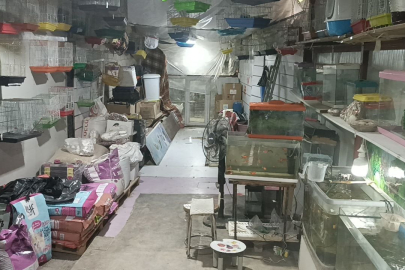 Adıyaman’da ilginç hırsızlık: 9 Papağan kaçırıldı