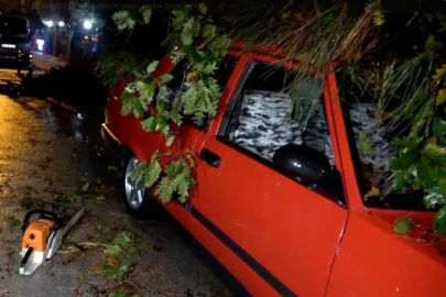 Antalya’da şiddetli rüzgar 10 metrelik ağacı devirdi