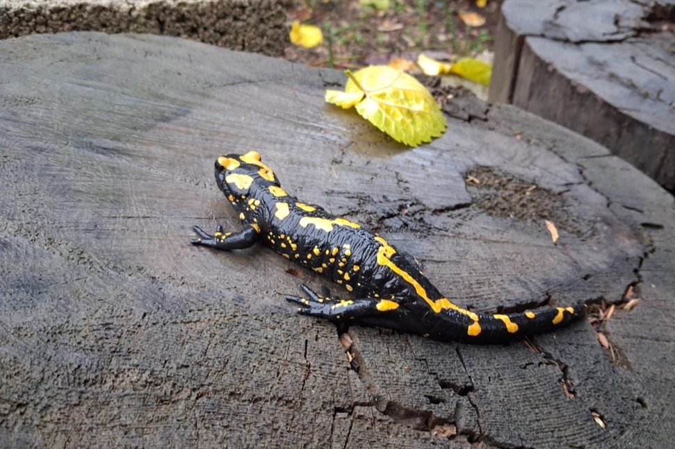 Adana'da nesli tehlike altındaki sarı benekli semender görüldü