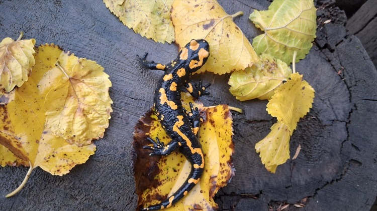 "Türk semenderi" olarak bilinen canlı, Cumhurlu Mahallesi'ndeki bir evin önünde kamerayla kayda alındı.