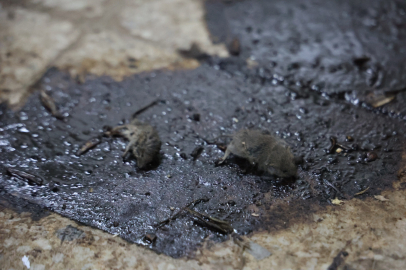 Kilis’te mide bulandıran hijyen skandalı: Merdiven altı üretimde ölü fareler bulundu