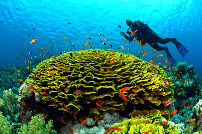 Mısır kıyılarında su altı şöleni: Kızıldeniz’in renkli balıkları keşfedildi