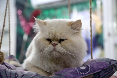 Kediler neden erkeklere daha çok miyavlıyor?