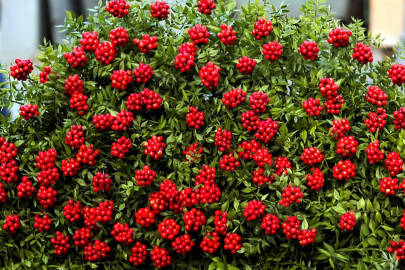 Yeni yıla şanslı girmek isteyenlerin tercihi: Kokina