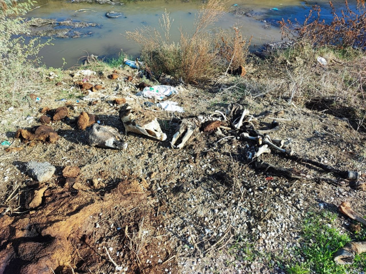 Adana'da dereye atılan at-eşek kalıntıları isyan ettirdi 4