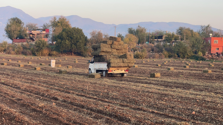 Osmaniye'de fıstık hasadı bitti, 'yeşil yem' mesaisi başladı 2