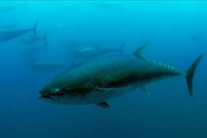 Türkiye'nin mavi yüzgeçli orkinos kotası 3 bin 95 tona yükseldi