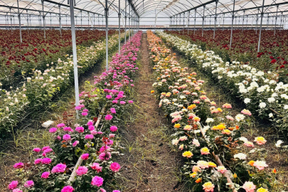 Adana, Türkiye’nin gül üretiminde öncü şehir konumunda