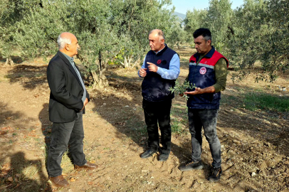 Zeytin bahçelerine zararlılara karşı yakın takip