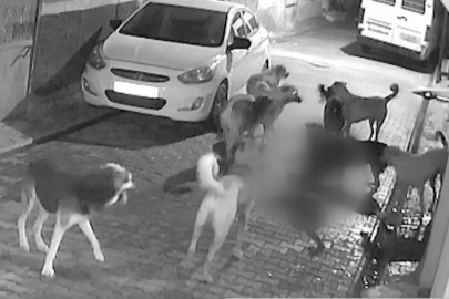 Adana Seyhan’da sahipsiz köpeklerin saldırdığı kedi öldü