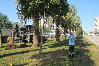 Adana Büyükşehir Belediyesi’nden çevreci adım: Ağaçlar kesilmiyor, naklediliyor