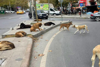 Adana’da vahşet anı kamerada: Kedi öldürüldü, köpekler barınağa götürüldü!