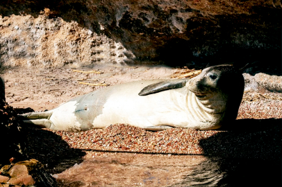 Yaralı Akdeniz foku ‘Çiftlik’ için örnek dayanışma