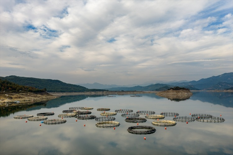 ALABALIK VE SAZAN ÜRETİMİ EKONOMİYE CAN VERİYOR