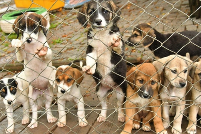 Osmaniye'de "Sahipsiz Hayvanları Koruma Birliği" kurulacak