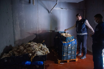 Seyhan Belediyesi zabıtasından depo baskını: Yüzlerce ölü tavuk ele geçirildi