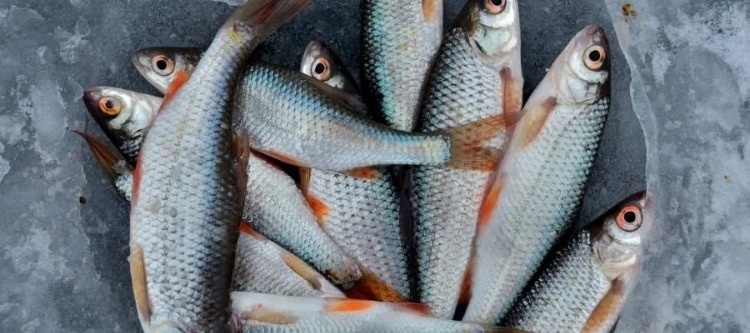 Koku ve Dokunma Testi