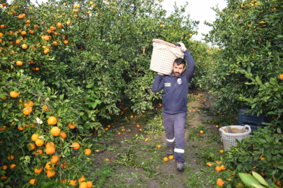 Hatay'da dalda kalan ürüne Büyükşehir sahip çıktı: 320 ton mandalina vatandaşa dağıtıldı