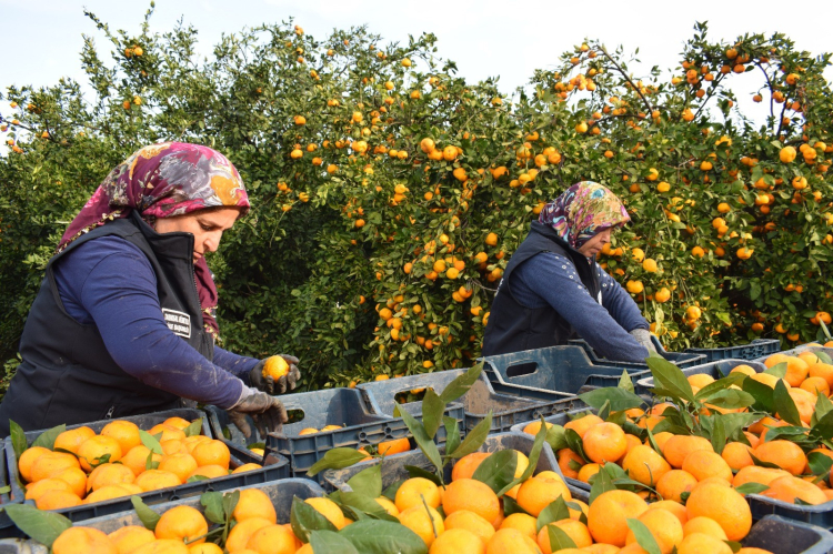 Hatay'da dalda kalan ürüne Büyükşehir sahip çıktı 320 ton mandalina vatandaşa dağıtıldı 2