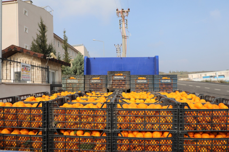Hatay'da dalda kalan ürüne Büyükşehir sahip çıktı 320 ton mandalina vatandaşa dağıtıldı 3