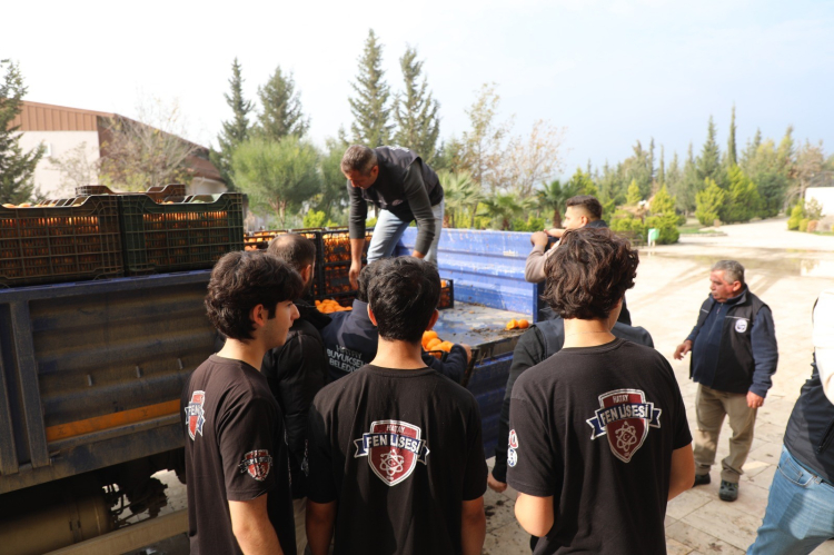 Hatay'da dalda kalan ürüne Büyükşehir sahip çıktı 320 ton mandalina vatandaşa dağıtıldı 4