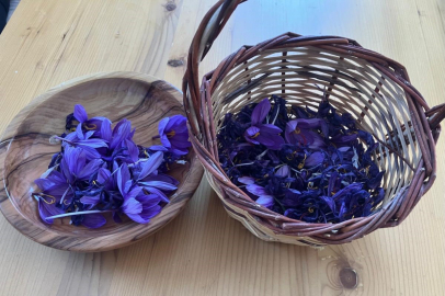 Osmaniye'de 'kırmızı altın' dönemi: Safran üretim alanları genişliyor