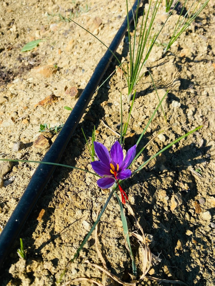 Osmaniye'de 'kırmızı altın' dönemi Safran üretim alanları genişliyor 2