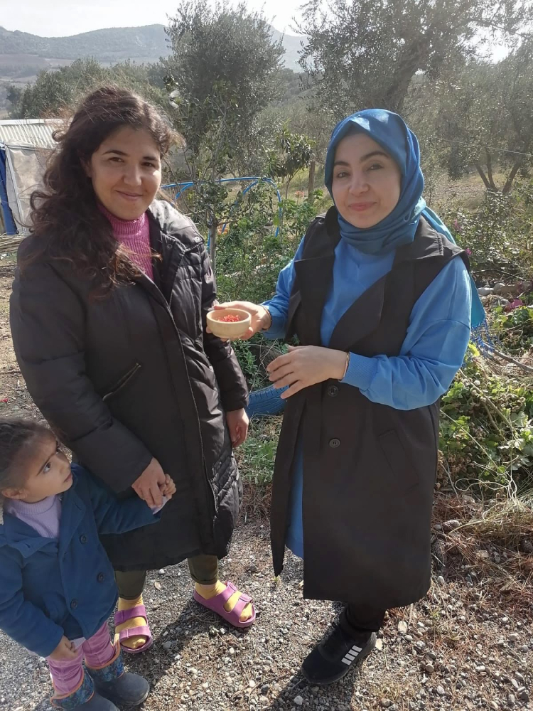 Osmaniye'de 'kırmızı altın' dönemi Safran üretim alanları genişliyor 3