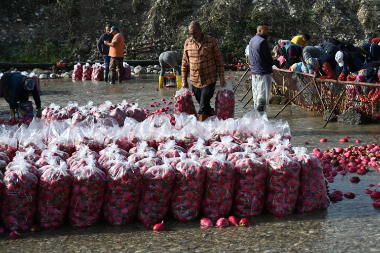 Osmaniye'nin tescilli turplarını hasat eden çiftçilerin Savrun Çayı'ndaki zorlu yıkama mesaisi başladı 2