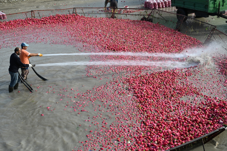 Osmaniye'nin tescilli turplarını hasat eden çiftçilerin Savrun Çayı'ndaki zorlu yıkama mesaisi başladı 3