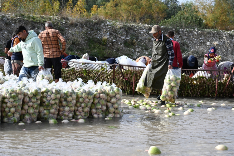 Osmaniye'nin tescilli turplarını hasat eden çiftçilerin Savrun Çayı'ndaki zorlu yıkama mesaisi başladı 4