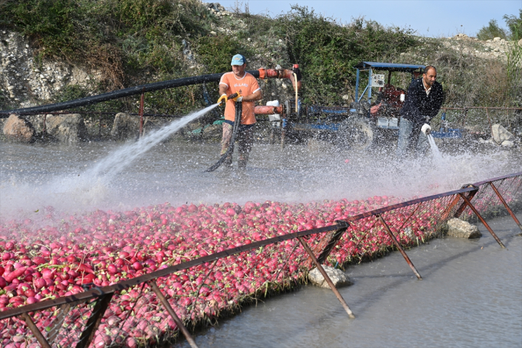 Osmaniye'nin tescilli turplarını hasat eden çiftçilerin Savrun Çayı'ndaki zorlu yıkama mesaisi başladı 5