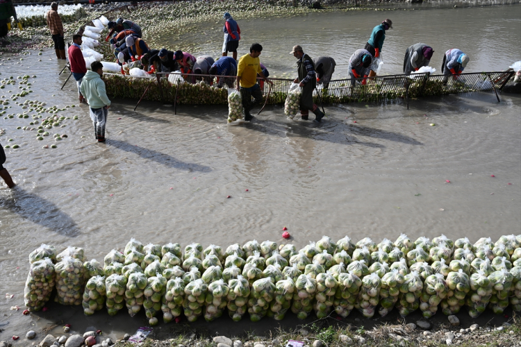 Osmaniye'nin tescilli turplarını hasat eden çiftçilerin Savrun Çayı'ndaki zorlu yıkama mesaisi başladı 6