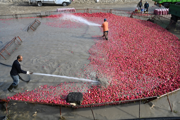 Osmaniye'nin tescilli turplarını hasat eden çiftçilerin Savrun Çayı'ndaki zorlu yıkama mesaisi başladı 7