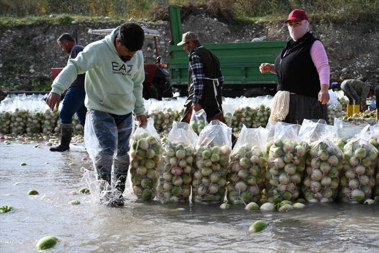 Osmaniye'nin tescilli turplarını hasat eden çiftçilerin Savrun Çayı'ndaki zorlu yıkama mesaisi başladı 8