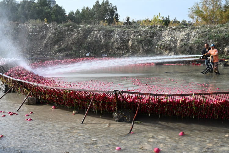 Osmaniye'nin tescilli turplarını hasat eden çiftçilerin Savrun Çayı'ndaki zorlu yıkama mesaisi başladı 9