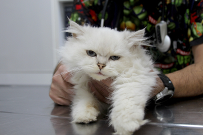 Dünyada benzeri olmayan anomalili kedi, başarılı operasyonla sağlığına kavuştu