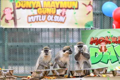 Kayseri Hayvanat Bahçesi’nde 14 Aralık Dünya Maymun Günü kutlandı