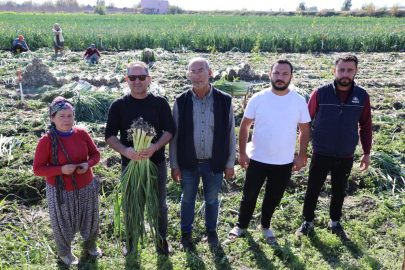 Adana Kozan’da pırasa hasadı başladı