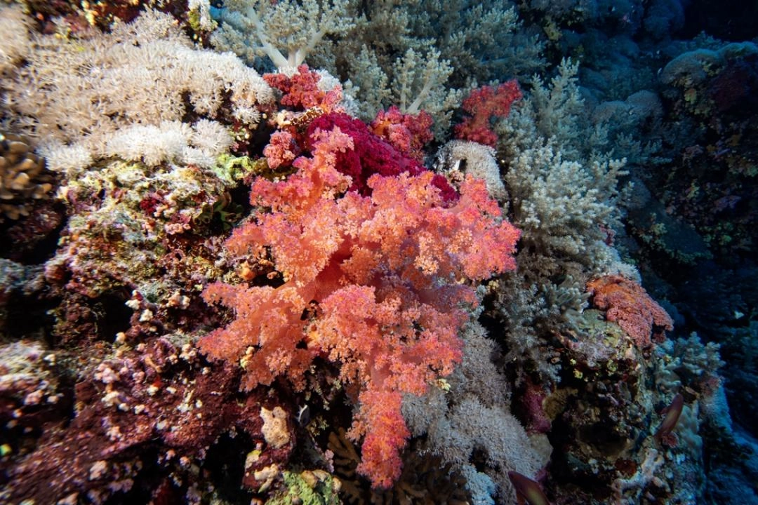 Kızıldeniz’in Büyüleyici Deniz Ekosistemi