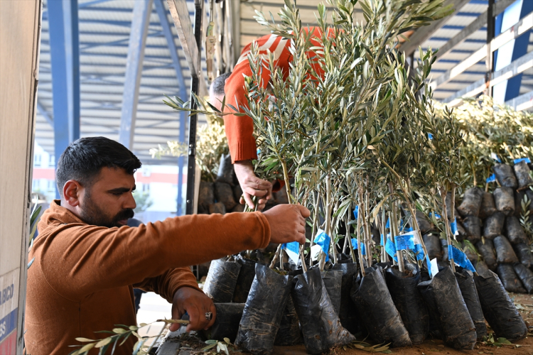 Osmaniye Kadirli'de üreticiye destek 10 bin 500 zeytin fidanı dağıtıldı 2