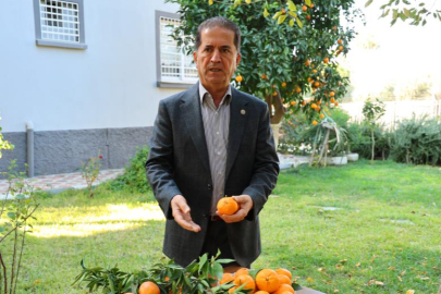 Adana’da mandalina fiyatları dibe vurdu