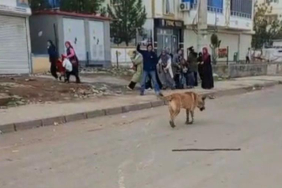  Diyarbakır’da sokak köpeği saldırısı: 2 yaralı