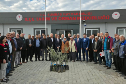 Osmaniye Sumbas'ta üreticiye 10 bin zeytin fidanı dağıtıldı