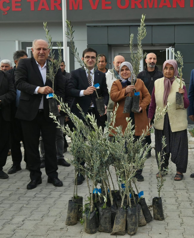 Osmaniye Sumbas'ta üreticiye 10 bin zeytin fidanı dağıtıldı 2