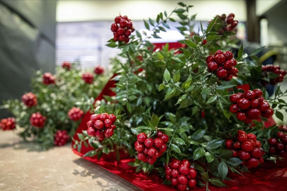Sosyal medyanın gözdesi Kokina, Adana’da çiçekçilerin vitrinlerini süsledi