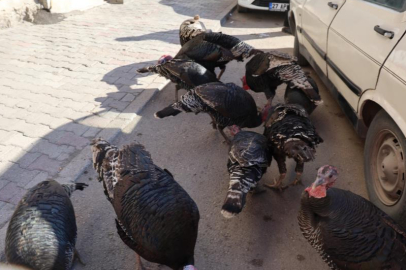 Adana Kozan’da hindiler çarşı turunda görücüye çıktı